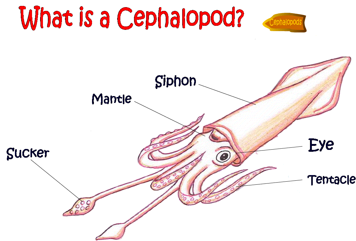 what cephalopod